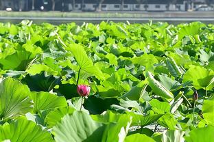 防守制胜！莱昂纳德15中8拿下17分3板2助 贡献5次抢断