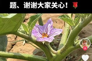 鹈鹕首节22中20！英格拉姆：不知道怎么形容这种感觉